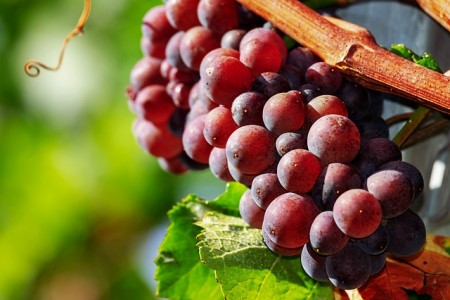 cépage vin rouge